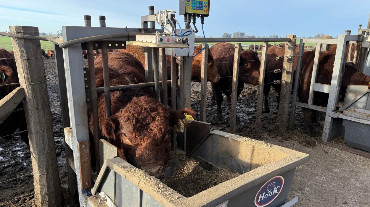 Presentan un modelo ganadero para producir más carne con mayor eficiencia