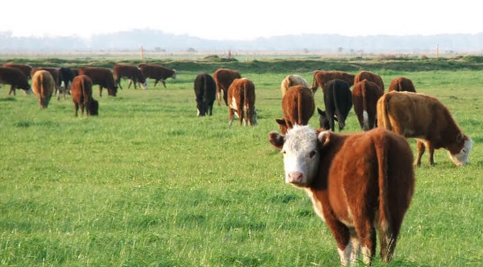Recría pastoril: Con un clima que sigue dando tregua, la recría a campo vuelve a pisar fuerte