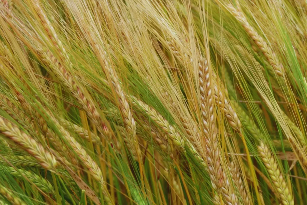 Finaliza la cosecha de cebada con aumento en la producción