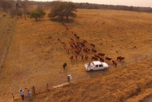 Chaco: desarrollaron un suplemento regulador para bovinos