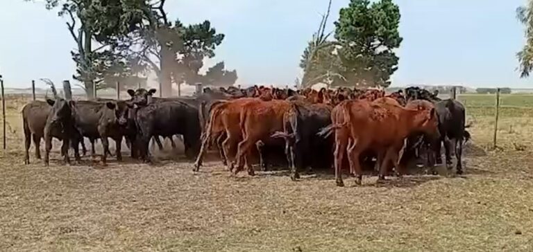 La invernada se mantiene firme por una oferta acotada