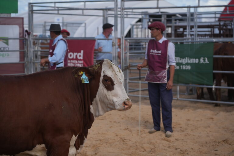 Buena demanda por las hembras en el remate de Expo Braford Avanza