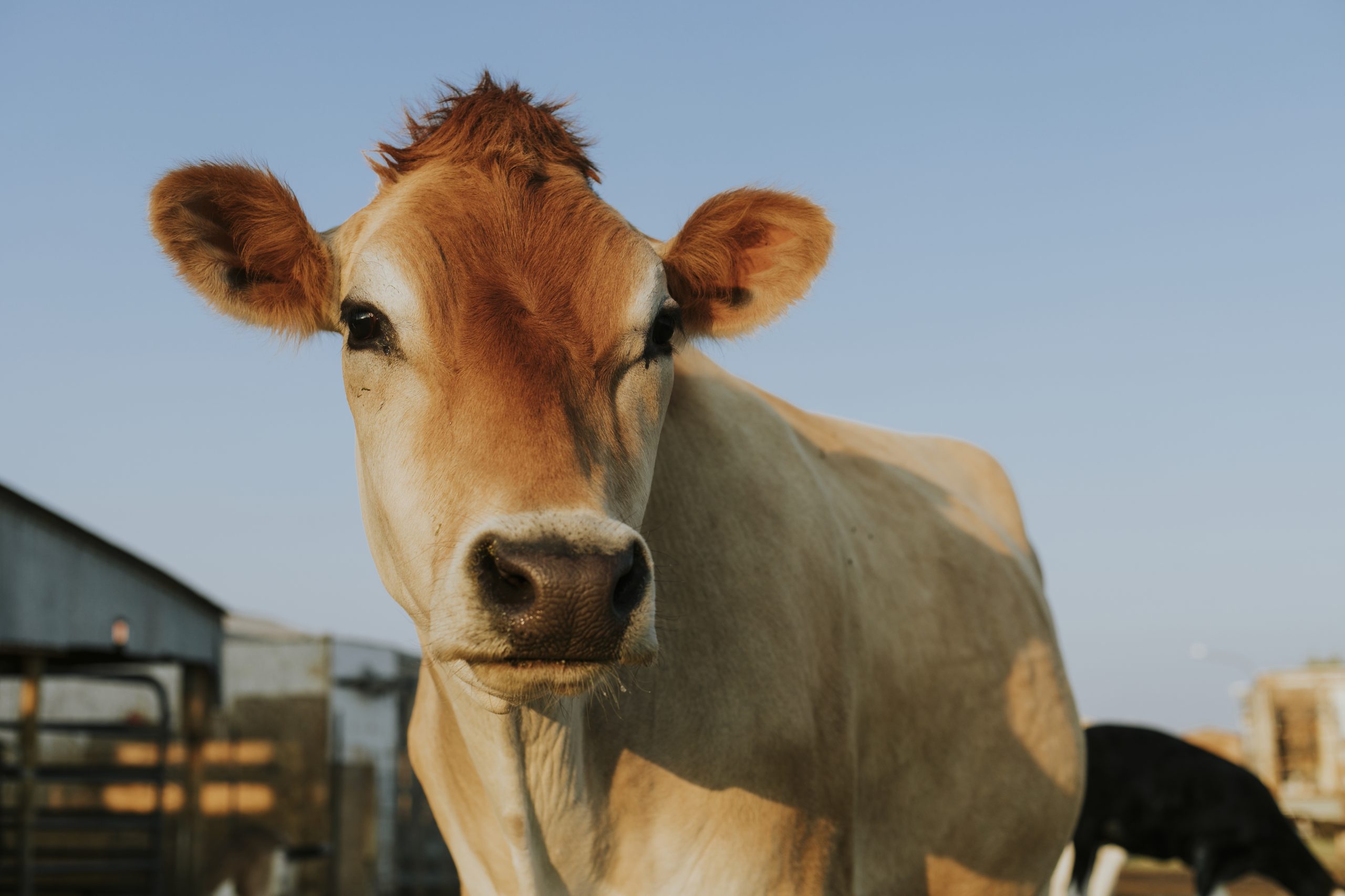 MAG: Las lluvias complican la oferta de carne