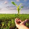 30/07 – LOS SEGUROS AGRÍCOLAS GANAN TERRENO