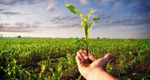 30/07 – LOS SEGUROS AGRÍCOLAS GANAN TERRENO