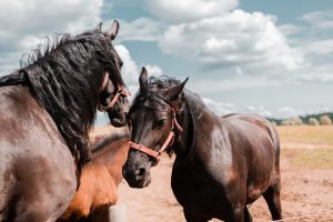 Preparan 300 mil dosis de vacunas para combatir el brote de Encefalomielitis infecciosa equina en Argentina