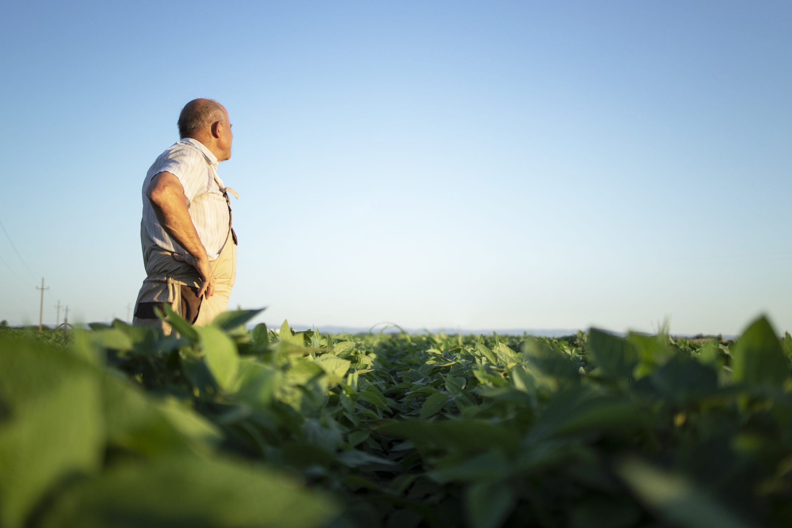 Pese al mal tiempo, se cosecharon 500.000 ha de soja de 1ra la semana pasada