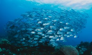 La producción de peces en los campos santafesinos es posible y rentable