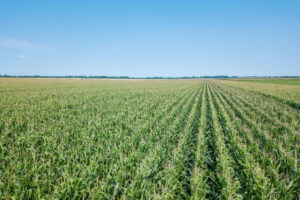 Comenzó la siembra de maíz de primera y girasol en Entre Ríos