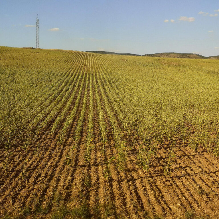 Con buenos rindes en trigo, comienza la siembra de soja y sorgo bajo alta humedad