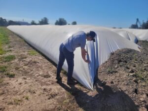 La conservación eficiente del girasol en silo bolsa: claves para el éxito