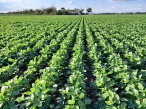 Cinco países se unen para mejorar la elección de cultivares de soja