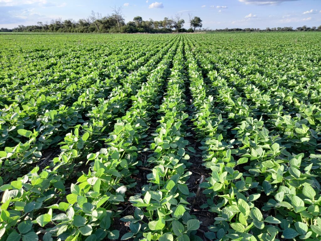Cinco países se unen para mejorar la elección de cultivares de soja