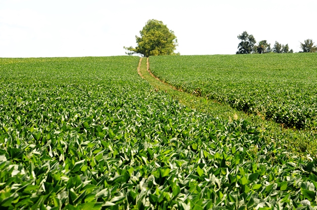 Soja 2026: Ajuste de área y producción en alza