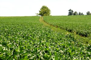 El área de soja volvería a crecer ante los altos costos en las gramíneas