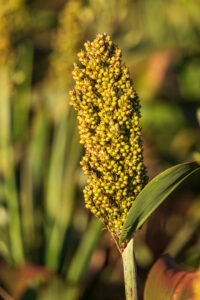 Sorgo: Del campo argentino a la mesa, el alimento del futuro