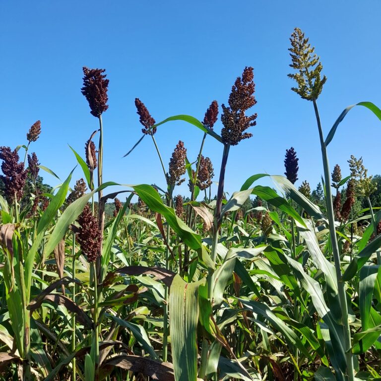 La producción de sorgo alcanza 3,1 MTN y la siembra de girasol supera el ritmo de campañas anteriores