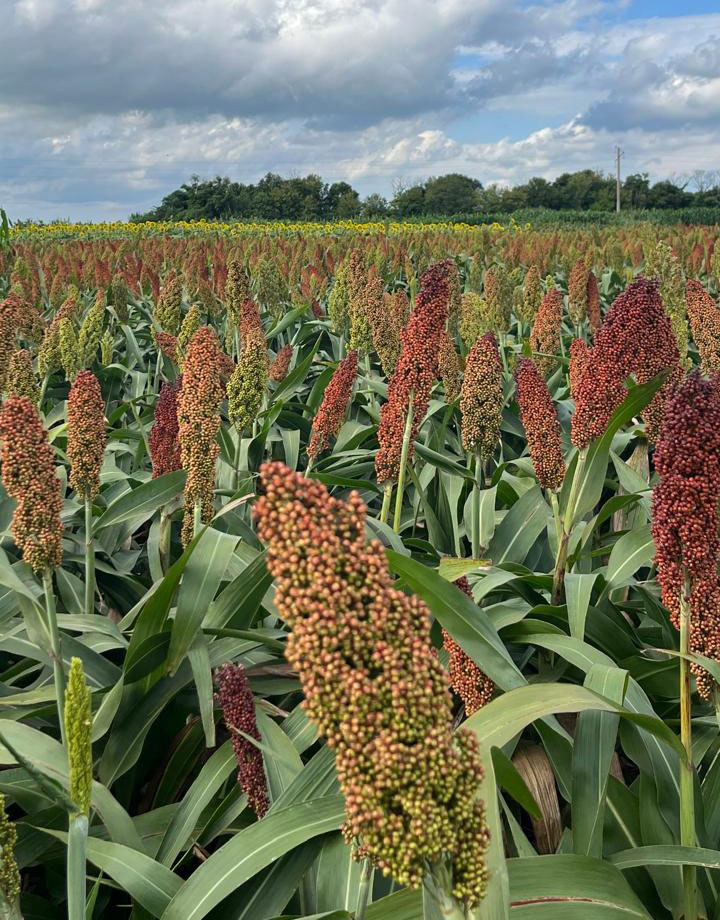Sorgo: diversificación estratégica con potencial por explorar