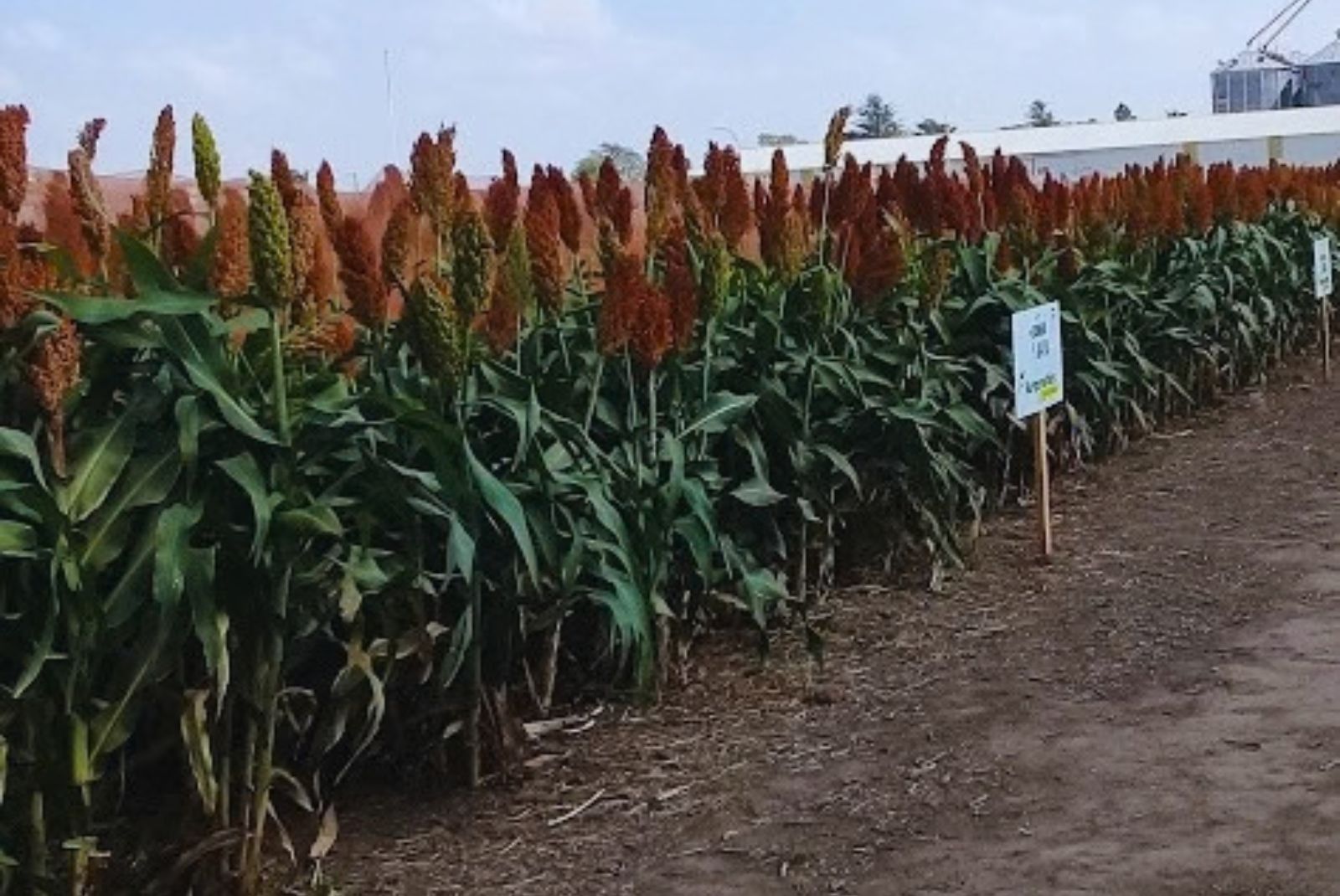 La fertilización nitrogenada mejora el rendimiento del sorgo en suelos restrictivos