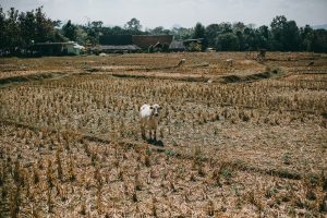 Se acerca el invierno y los campos del Sur de Corrientes no logran recuperarse