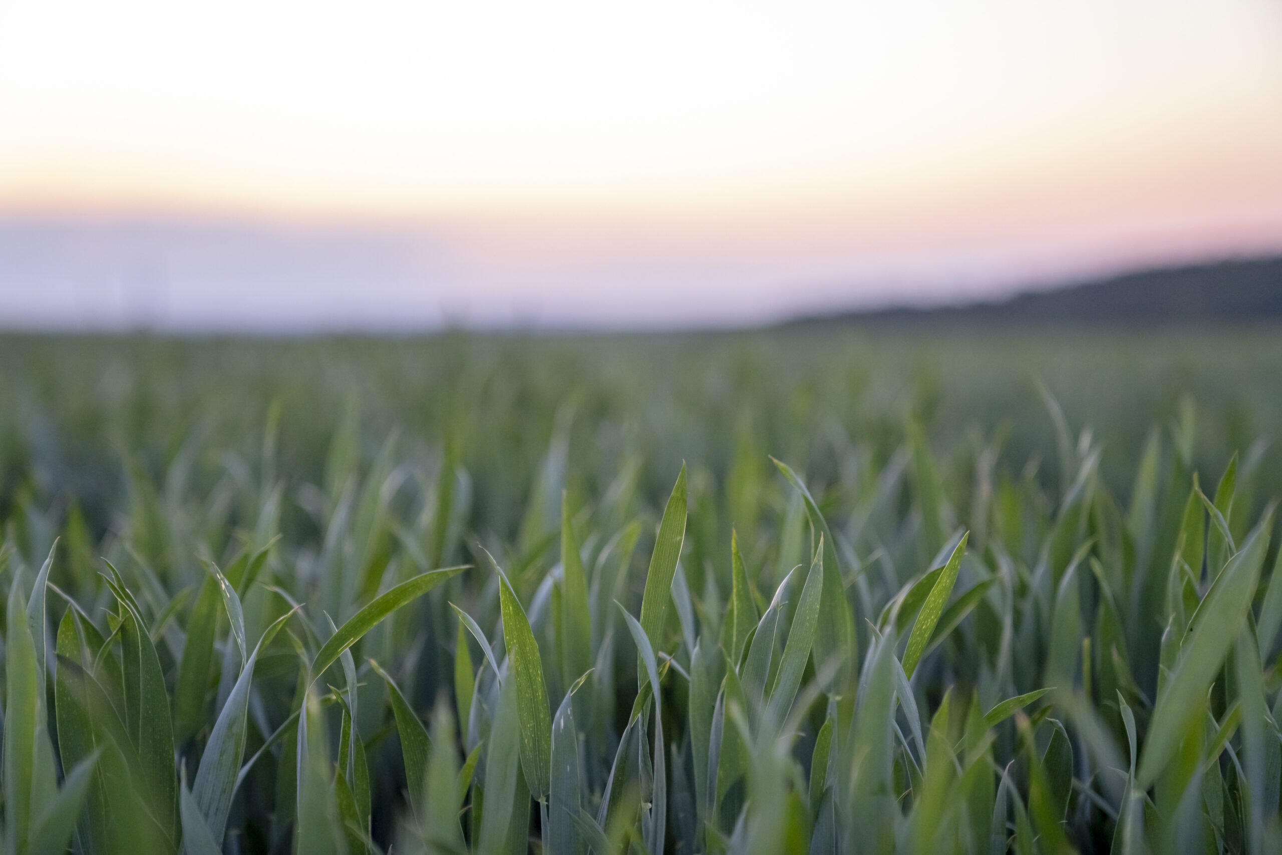 Las contrastantes condiciones de humedad en el área agrícola continúan condicionando la Gruesa 2025/26