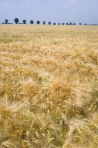 Syngenta transfiere su negocio de cebada maltera a RAGT Semillas