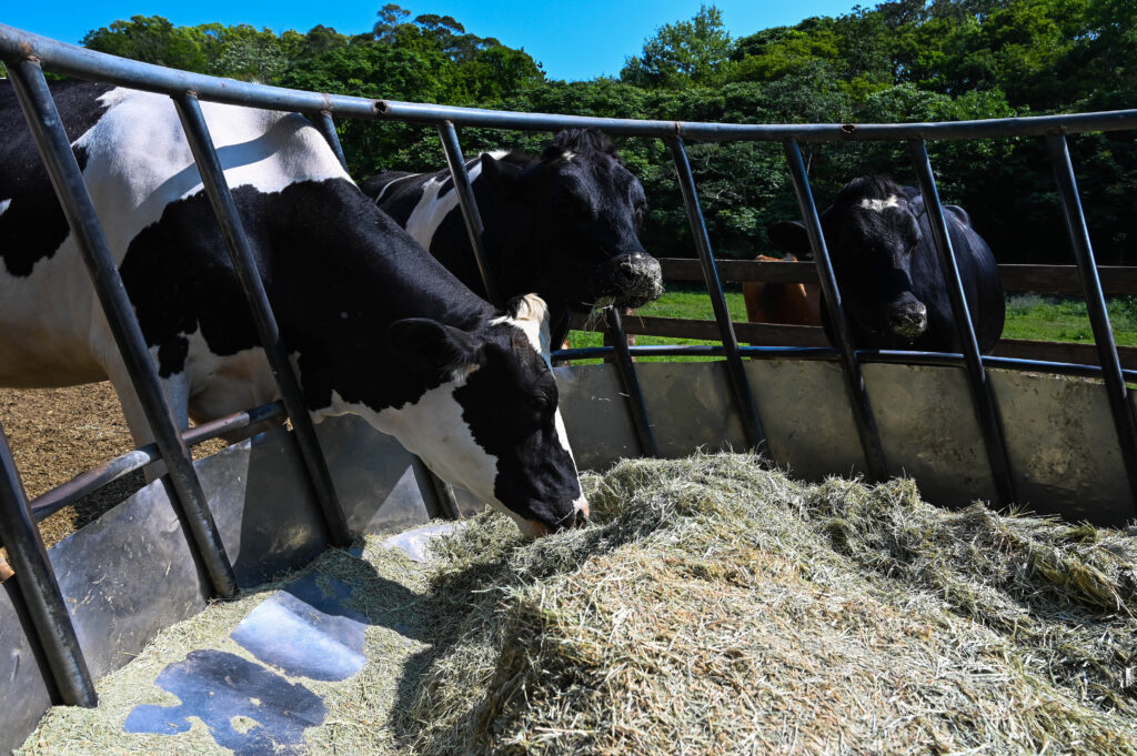 Tambo: La baja del precio de la leche presiona los costos