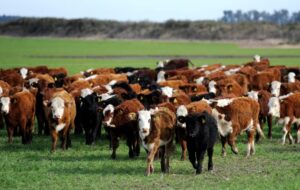 Oferta de invernada: Con corrales bien nutridos, se refuerza el traslado de hacienda
