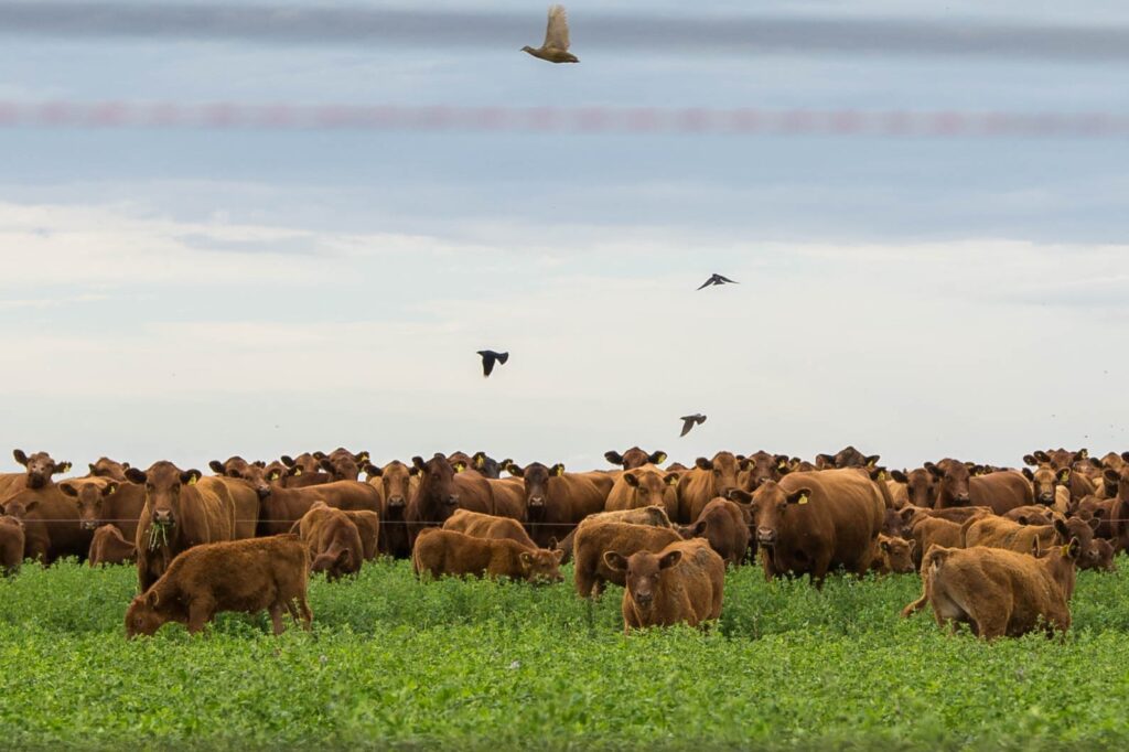 En sanidad bovina, más que nunca, prevenir es mejor que curar