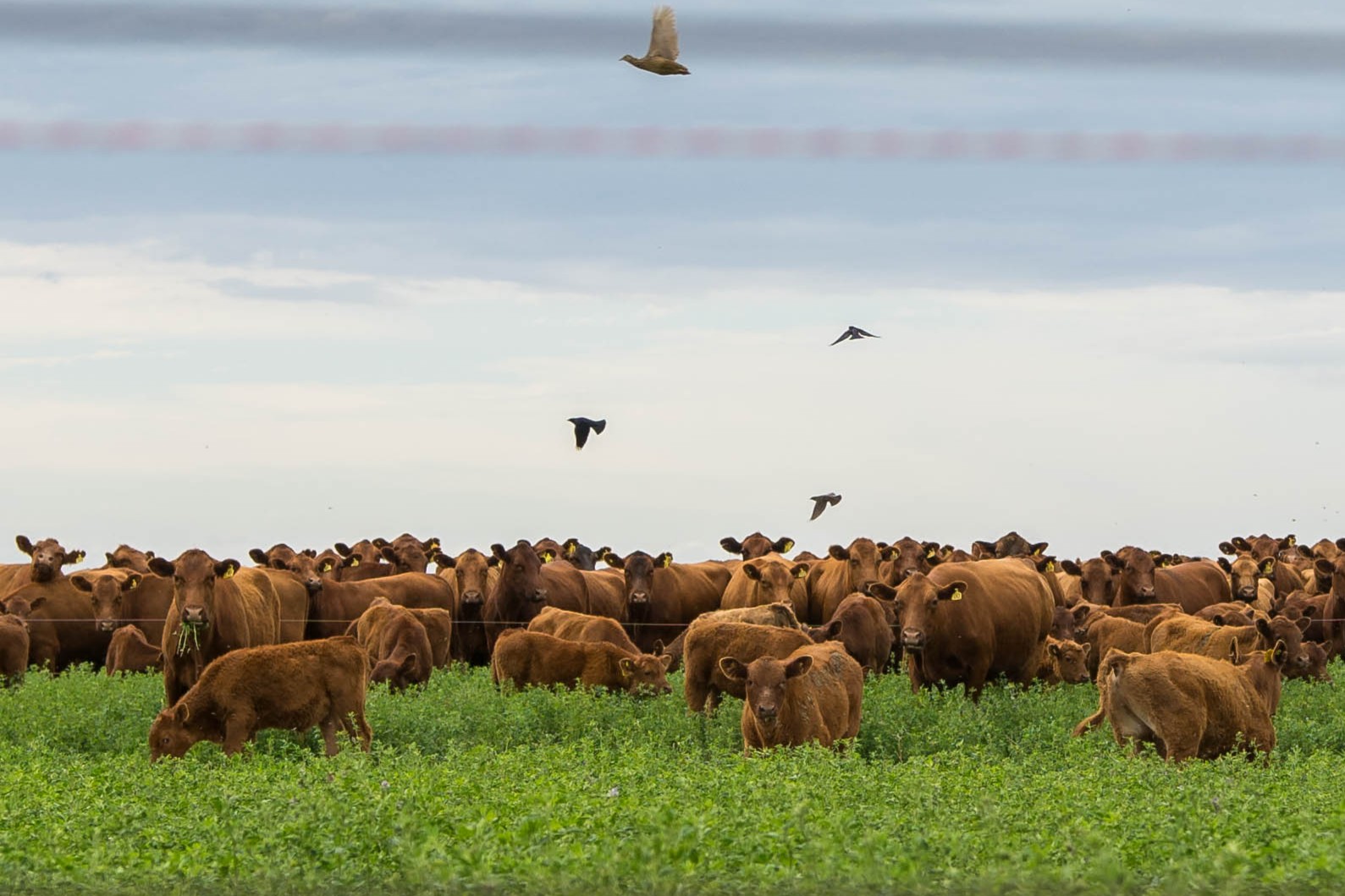 En sanidad bovina, más que nunca, prevenir es mejor que curar