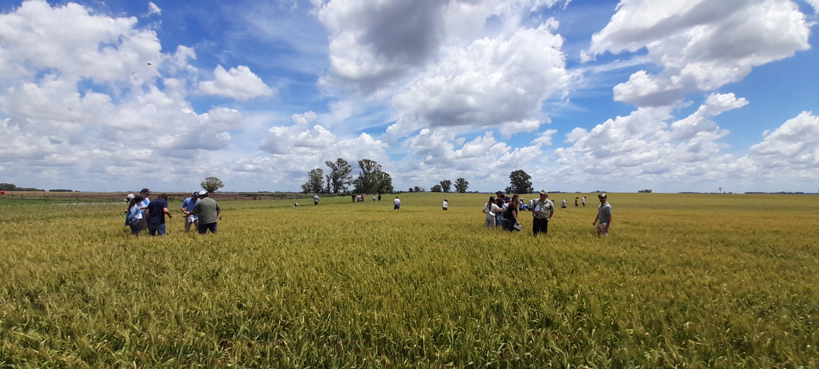 Campos agrícolas tokenizados: Inversión accesible para todos