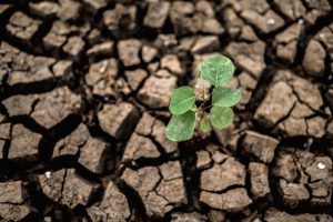 Sequía: declaran la Emergencia Agropecuaria en Catamarca
