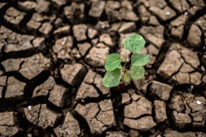 Sequía: emergencia agropecuaria en Jujuy, Salta y Neuquén