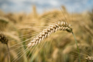 Trigo con buen avance y soja con demoras