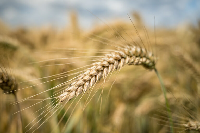 Trigo con buen avance y soja con demoras