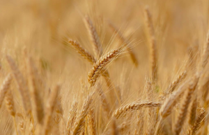 ¿Un cultivo universal? El trigo
