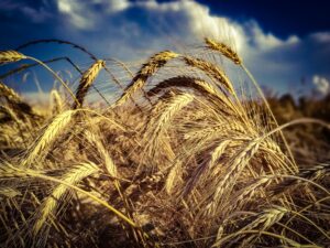 Las lluvias renuevan el perfil hídrico en zonas clave y favorecen al trigo