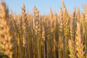 Las lluvias récord impulsan al trigo 93% en estado excelente y el girasol gana terreno frente a la soja