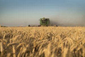 La siembra de trigo enfrenta su tramo más incierto