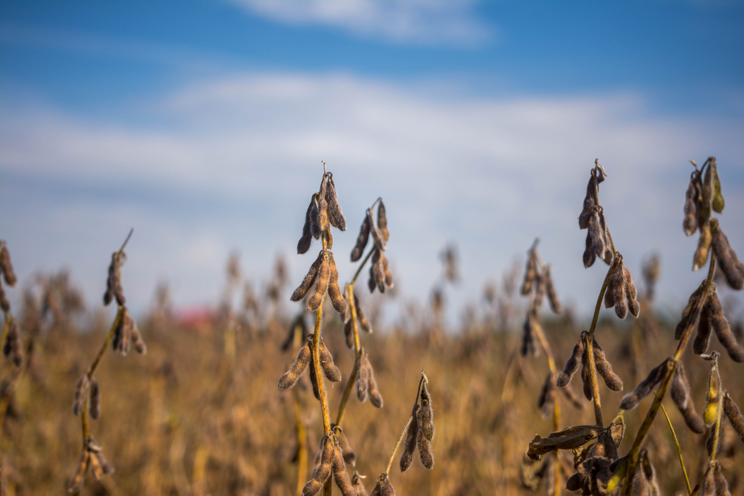 En el corazón de la pampa húmeda la intención de siembra de trigo creció un 10%