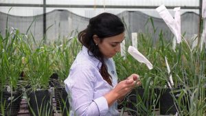 Una empresa argentina lanza al mercado una variedad de trigo obtenida con la tecnología doble haploide