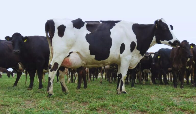 Desarrollan vacuna experimental contra la mastitis bovina