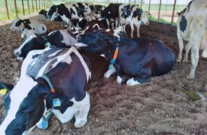 Lechería: Tecnologías de precisión y cómo anticiparse al estrés térmico en vacas