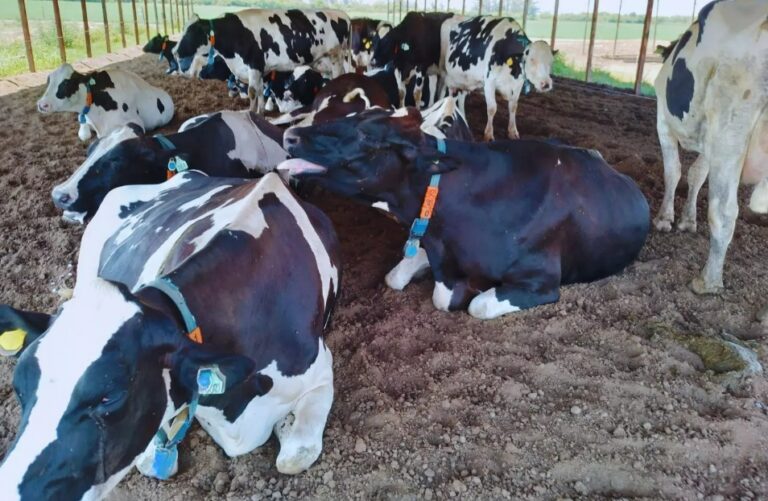 Lechería: Tecnologías de precisión y cómo anticiparse al estrés térmico en vacas