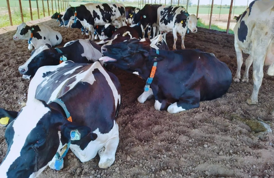 Lechería: Tecnologías de precisión y cómo anticiparse al estrés térmico en vacas