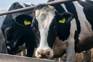 La producción de leche creció 9,7% en 2025