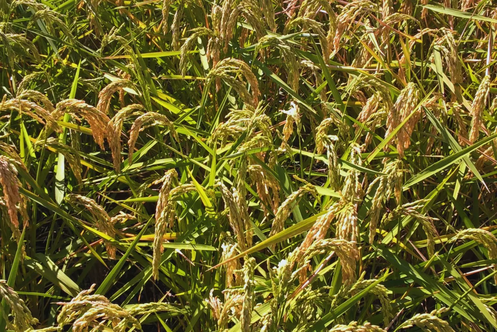 Identifican el virus del mosaico necrótico del arroz