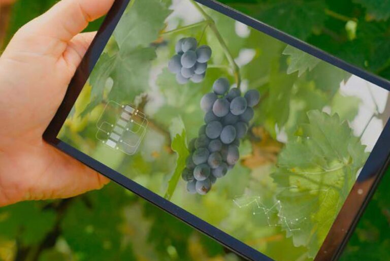 Avanza la transformación digital de la vitivinicultura argentina