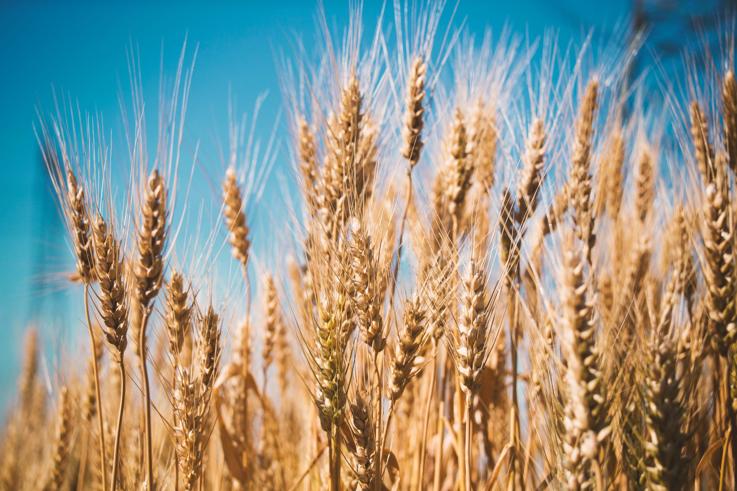 Desafíos agrícolas: heladas y limitaciones de insumos impactan en la producción de trigo y maíz