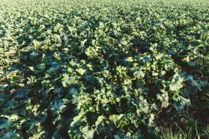 Argentina recupera el primer puesto en el mercado internacional de harina de soja
